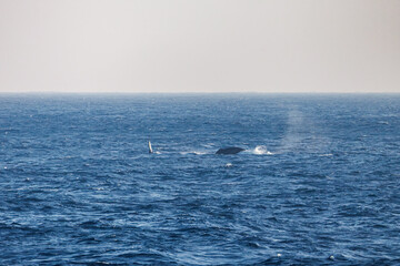 ヒートラン（クジラの群れが固まって激しく泳ぐ）、フルークダウン（潜水するために尻尾を海面に出している）している。
ペダンクルアーチ（海面に背中を出す）をしている。
陸から見えたザトウクジラ（ナガスクジラ科）の群れが泳ぐ様子。
英名学名：Humpback Whale, Megaptera novaeangliae
真新しい溶岩でできた荒々しい海岸線の底土港外。
東京都伊豆諸島八丈島-2025年
