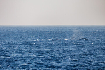 Fototapeta premium ヒートラン（クジラの群れが固まって激しく泳ぐ）、フルークダウン（潜水するために尻尾を海面に出している）している。 ペダンクルアーチ（海面に背中を出す）をしている。 陸から見えたザトウクジラ（ナガスクジラ科）の群れが泳ぐ様子。 英名学名：Humpback Whale, Megaptera novaeangliae 真新しい溶岩でできた荒々しい海岸線の底土港外。 東京都伊豆諸島八丈島-2025年 