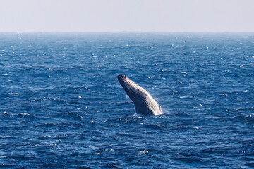 Fototapeta premium ブリーチング（ジャンプ）をしている。 陸から見えたザトウクジラ（ナガスクジラ科）の群れが泳ぐ様子。 英名学名：Humpback Whale, Megaptera novaeangliae 真新しい溶岩でできた荒々しい海岸線の底土港外。 東京都伊豆諸島八丈島-2025年 