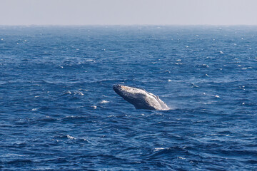 Fototapeta premium ブリーチング（ジャンプ）をしている。 陸から見えたザトウクジラ（ナガスクジラ科）の群れが泳ぐ様子。 英名学名：Humpback Whale, Megaptera novaeangliae 真新しい溶岩でできた荒々しい海岸線の底土港外。 東京都伊豆諸島八丈島-2025年 