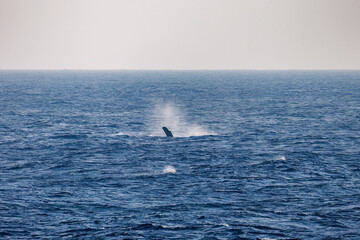 Obraz premium ヒートラン（クジラの群れが固まって激しく泳ぐ）している。 ペックスラップ（ヒレで海面を叩く）をしている。 ペダンクルアーチ（海面に背中を出す）をしている。陸から見えたザトウクジラ（ナガスクジラ科）の群れが泳ぐ様子。 英名学名：Humpback Whale, Megaptera novaeangliae 真新しい溶岩でできた荒々しい海岸線の底土港外。 東京都伊豆諸島八丈島-2025年 