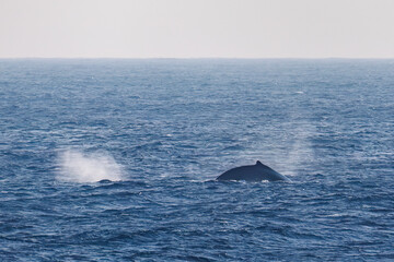 Obraz premium ヒートラン（クジラの群れが固まって激しく泳ぐ）している。 ペダンクルアーチ（海面に背中を出す）をしている。 陸から見えたザトウクジラ（ナガスクジラ科）の群れが泳ぐ様子。 英名学名：Humpback Whale, Megaptera novaeangliae 真新しい溶岩でできた荒々しい海岸線の底土港外。 東京都伊豆諸島八丈島-2025年 