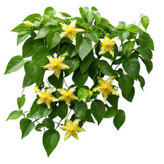 Passion Fruit Vine with Glossy Leaves and Yellow Flowers Isolated on Transparent Background