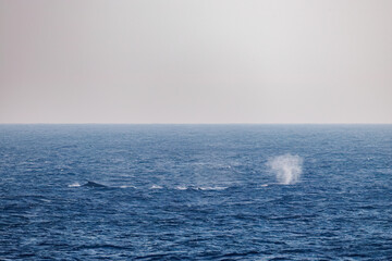 ヒートラン（クジラの群れが固まって激しく泳ぐ）している。
ペダンクルアーチ（海面に背中を出す）をしている。
陸から見えたザトウクジラ（ナガスクジラ科）の群れが泳ぐ様子。
英名学名：Humpback Whale, Megaptera novaeangliae
真新しい溶岩でできた荒々しい海岸線の底土港外。
東京都伊豆諸島八丈島-2025年
