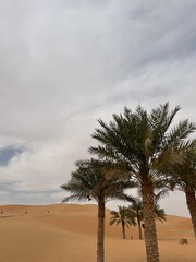 palm trees in the desert