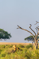 Fototapeta premium Close-up of two female lions -Panthera Leo- overlooking the expansive landscape of the Serengeti, Tanzania, in the golden light of the early morning
