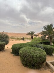 Greenery in desert