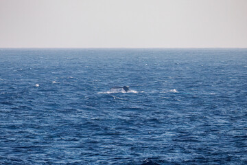 テイルスラップ（尻尾で海面を叩く）をしている。
陸から見えたザトウクジラ（ナガスクジラ科）の群れが泳ぐ様子。
英名学名：Humpback Whale, Megaptera novaeangliae
真新しい溶岩でできた荒々しい海岸線の底土港外。
東京都伊豆諸島八丈島-2025年
