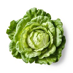 Obraz premium Fresh Green Cabbage Head