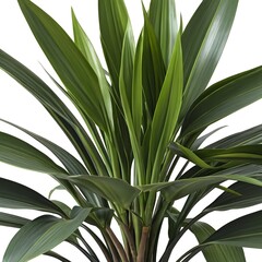 Obraz premium Dracaena Marginata Plant, Close-up of Lush Green Leaves