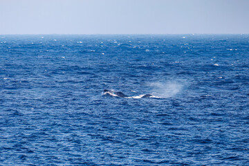Fototapeta premium ペックスラップ（ヒレで海面を叩く）をしている。陸から見えたザトウクジラ（ナガスクジラ科）の群れが泳ぐ様子。 英名学名：Humpback Whale, Megaptera novaeangliae 真新しい溶岩でできた荒々しい海岸線の底土港外。 東京都伊豆諸島八丈島-2025年 