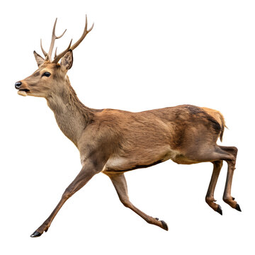 deer isolated on white