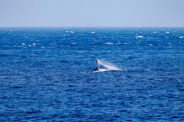 Fototapeta premium テイルスラップ（尻尾で海面を叩く）をしている。 陸から見えたザトウクジラ（ナガスクジラ科）の群れが泳ぐ様子。 英名学名：Humpback Whale, Megaptera novaeangliae 真新しい溶岩でできた荒々しい海岸線の底土港外。 東京都伊豆諸島八丈島-2025年 