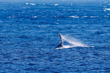 Fototapeta premium テイルスラップ（尻尾で海面を叩く）をしている。 陸から見えたザトウクジラ（ナガスクジラ科）の群れが泳ぐ様子。 英名学名：Humpback Whale, Megaptera novaeangliae 真新しい溶岩でできた荒々しい海岸線の底土港外。 東京都伊豆諸島八丈島-2025年 