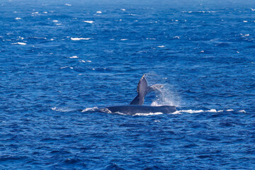 Naklejka premium テイルスラップ（尻尾で海面を叩く）をしている。 ペダンクルアーチ（海面に背中を出す）をしている。 陸から見えたザトウクジラ（ナガスクジラ科）の群れが泳ぐ様子。 英名学名：Humpback Whale, Megaptera novaeangliae 真新しい溶岩でできた荒々しい海岸線の底土港外。 東京都伊豆諸島八丈島-2025年 