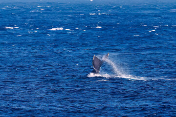 Fototapeta premium テイルスラップ（尻尾で海面を叩く）をしている。 陸から見えたザトウクジラ（ナガスクジラ科）の群れが泳ぐ様子。 英名学名：Humpback Whale, Megaptera novaeangliae 真新しい溶岩でできた荒々しい海岸線の底土港外。 東京都伊豆諸島八丈島-2025年 