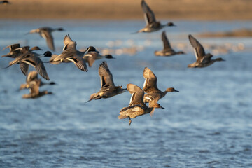 Ducks in flight over water
