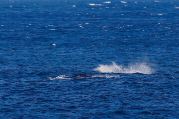 Fototapeta premium テイルスラップ（尻尾で海面を叩く）をしている。 陸から見えたザトウクジラ（ナガスクジラ科）の群れが泳ぐ様子。 英名学名：Humpback Whale, Megaptera novaeangliae 真新しい溶岩でできた荒々しい海岸線の底土港外。 東京都伊豆諸島八丈島-2025年 