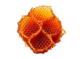 Honeycomb isolated on transparent or white background