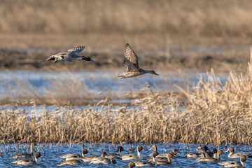 Ducks flying over water.