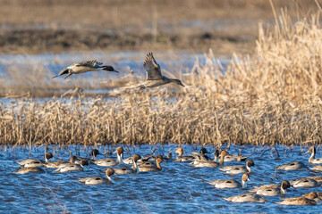 Pintails on water and flying.