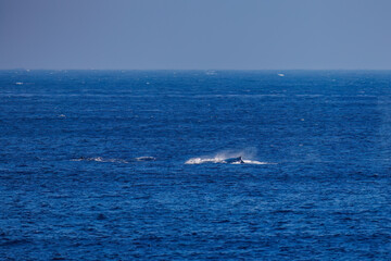Fototapeta premium テイルスラップ（尻尾で海面を叩く）をしている。 陸から見えたザトウクジラ（ナガスクジラ科）の群れが泳ぐ様子。 英名学名：Humpback Whale, Megaptera novaeangliae 真新しい溶岩でできた荒々しい海岸線の底土港外。 東京都伊豆諸島八丈島-2025年 