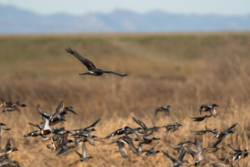 Hawk and ducks in flight.