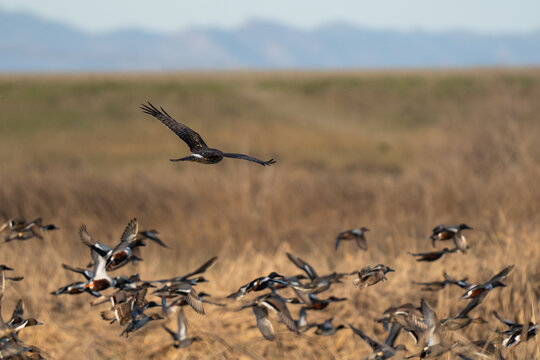 Hawk and ducks in flight.