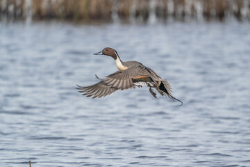 Pintail duck takes flight.