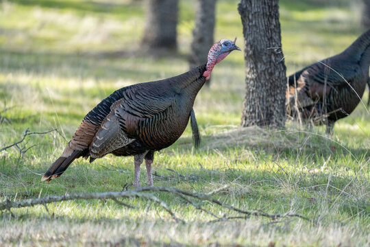 Wild turkeys in grassy field.