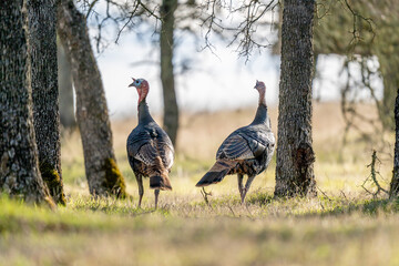 Turkeys in a wooded area.