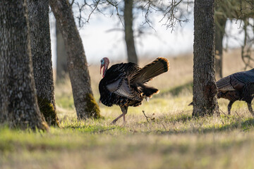 Wild turkey struts through woods.