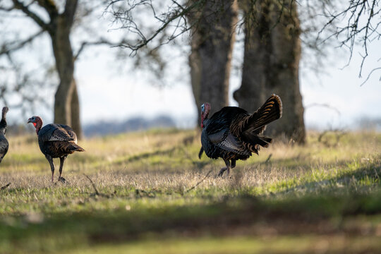 Turkeys in a grassy field.