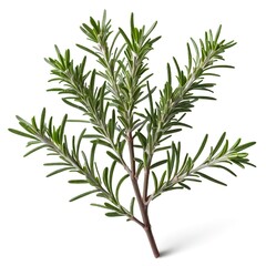 Fototapeta premium Here's a and keywords for your rosemary sprig stock photoFresh Rosemary Sprig Isolated on White