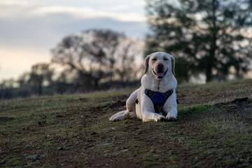 Labrador resting in grassy field.