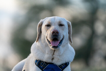 Happy Labrador with blue harness.