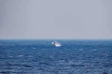 Obraz premium ブリーチング（ジャンプ）をしている。 陸から見えたザトウクジラ（ナガスクジラ科）の群れが泳ぐ様子。 英名学名：Humpback Whale, Megaptera novaeangliae 真新しい溶岩でできた荒々しい海岸線の底土港外。 東京都伊豆諸島八丈島-2025年 