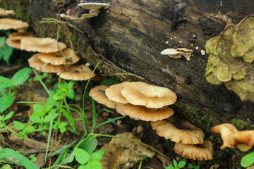 Wild mushrooms grow on rotting tree trunks