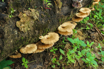 Wild mushrooms grow on rotting tree trunks
