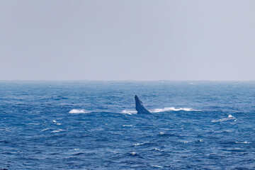 Fototapeta premium スパイホップ（海面から顔を出す）をしている。 陸から見えたザトウクジラ（ナガスクジラ科）の群れが泳ぐ様子。 英名学名：Humpback Whale, Megaptera novaeangliae 真新しい溶岩でできた荒々しい海岸線の底土港外。 東京都伊豆諸島八丈島-2025年 