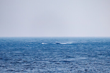 スパイホップ（海面から顔を出す）をしている。
陸から見えたザトウクジラ（ナガスクジラ科）の群れが泳ぐ様子。
英名学名：Humpback Whale, Megaptera novaeangliae
真新しい溶岩でできた荒々しい海岸線の底土港外。
東京都伊豆諸島八丈島-2025年
