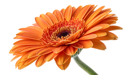 orange gerbera flower head isolated on white background PNG. AI GENERATED