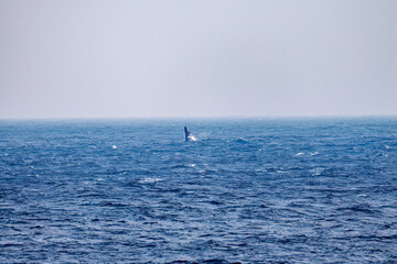 Obraz premium スパイホップ（海面から顔を出す）をしている。 陸から見えたザトウクジラ（ナガスクジラ科）の群れが泳ぐ様子。 英名学名：Humpback Whale, Megaptera novaeangliae 真新しい溶岩でできた荒々しい海岸線の底土港外。 東京都伊豆諸島八丈島-2025年 