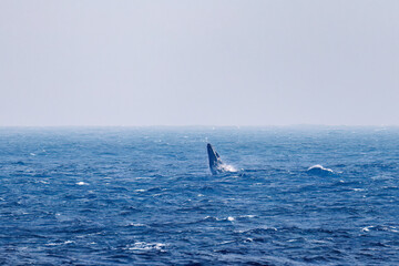 Fototapeta premium スパイホップ（海面から顔を出す）をしている。 陸から見えたザトウクジラ（ナガスクジラ科）の群れが泳ぐ様子。 英名学名：Humpback Whale, Megaptera novaeangliae 真新しい溶岩でできた荒々しい海岸線の底土港外。 東京都伊豆諸島八丈島-2025年 