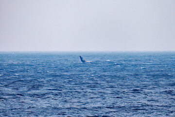 Obraz premium スパイホップ（海面から顔を出す）をしている。 陸から見えたザトウクジラ（ナガスクジラ科）の群れが泳ぐ様子。 英名学名：Humpback Whale, Megaptera novaeangliae 真新しい溶岩でできた荒々しい海岸線の底土港外。 東京都伊豆諸島八丈島-2025年 