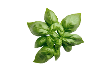 Fresh Green Basil Sprig Isolated on Black Background Culinary Herb Aromatic Plant