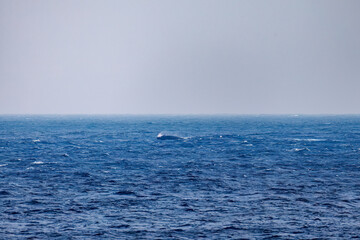 スパイホップ（海面から顔を出す）をしている。
陸から見えたザトウクジラ（ナガスクジラ科）の群れが泳ぐ様子。
英名学名：Humpback Whale, Megaptera novaeangliae
真新しい溶岩でできた荒々しい海岸線の底土港外。
東京都伊豆諸島八丈島-2025年
