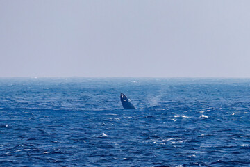 Obraz premium スパイホップ（海面から顔を出す）をしている。 陸から見えたザトウクジラ（ナガスクジラ科）の群れが泳ぐ様子。 英名学名：Humpback Whale, Megaptera novaeangliae 真新しい溶岩でできた荒々しい海岸線の底土港外。 東京都伊豆諸島八丈島-2025年 