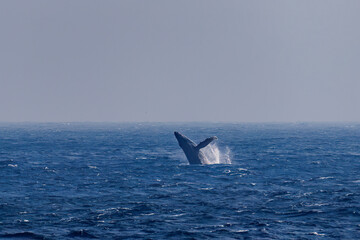 Fototapeta premium ブリーチング（ジャンプ）をしている。 陸から見えたザトウクジラ（ナガスクジラ科）の群れが泳ぐ様子。 英名学名：Humpback Whale, Megaptera novaeangliae 真新しい溶岩でできた荒々しい海岸線の底土港外。 東京都伊豆諸島八丈島-2025年 