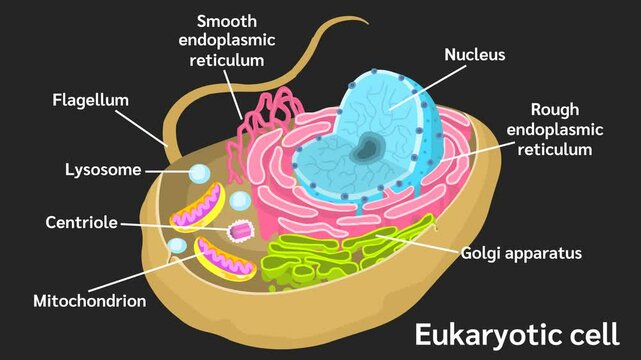 The endomembrane system of a eukaryotic cell